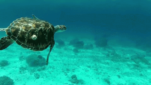 Deniz kaplumbağaları için protokol imzalandı
