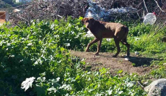Girne'de 'Lejmanya'lı köpek paniği
