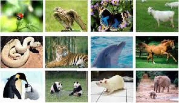 Hayvanlar Hakkında Bilinmeyen Birbirinden İlginç Bilgiler