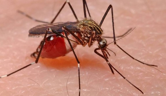 Sivrisinekler ile ilgili ilginç bilgiler
