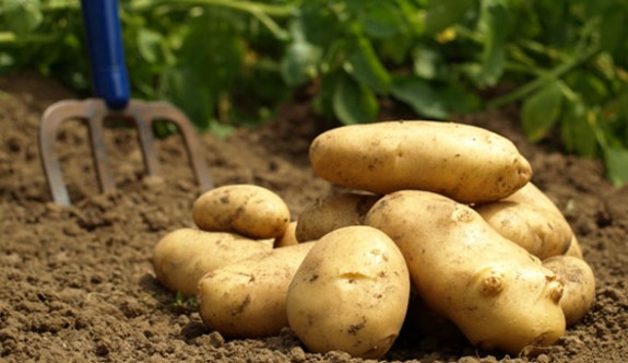 Patates ekenler tarım fonuna bildirmeli