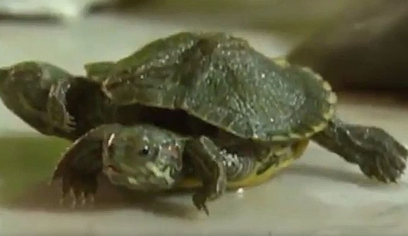Çin'de iki başlı altı ayaklı kaplumbağa görüntülendi