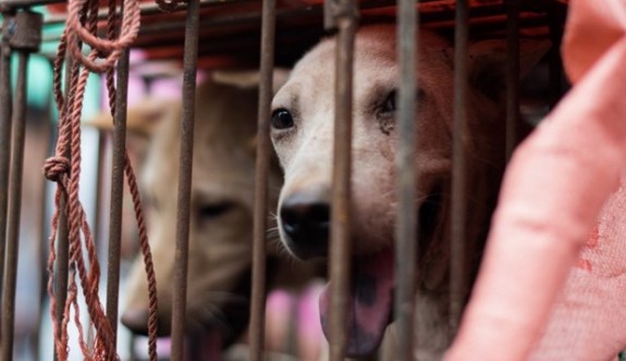 Tayvan'da kedi köpek yenmesi artık yasak!