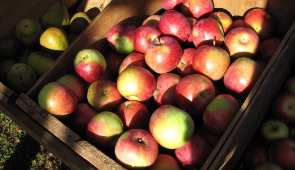 Zehirli elmalar imha edildi