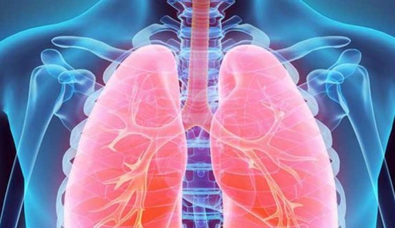 Akciğerin özelliklerini taklit eden organoidler geliştirildi
