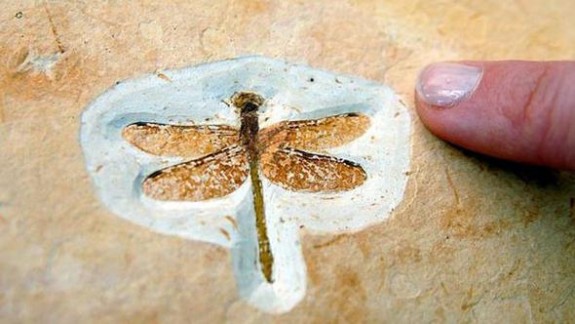 Çin'de dev Yusufçuk fosili fosili keşfedildi