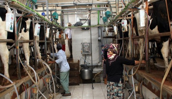"Süt sektöründe serbest piyasa koşulları işletilmeli"