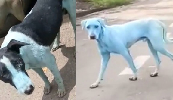 Hindistan'da mavi köpek şoku!