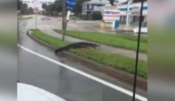 Florida’da timsahlar sokaklara indi