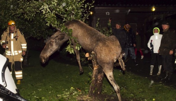 İsveç'te sarhoş geyik eve girdi