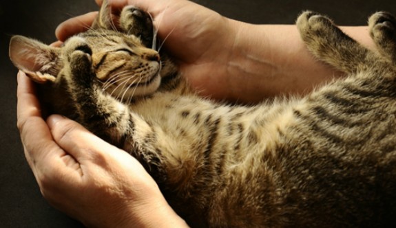 Acil Durumlar İçin Kedinizle Alabileceğiniz 5 Hayat Kurtarıcı Önlem
