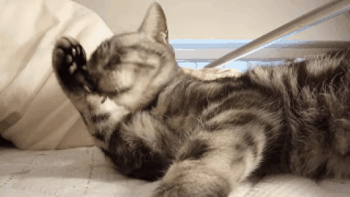 Kedilerin Kendilerini Yalamalarının 9 Farklı Nedeni