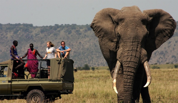 Kenya'da safari heyecanı