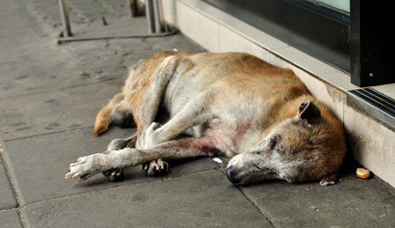 Güzelyurt'ta 3 sokak köpeğinin zehirlenmesi infial yarattı
