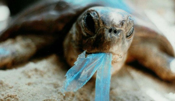 Plastik atıkların pençesindeki canlılar