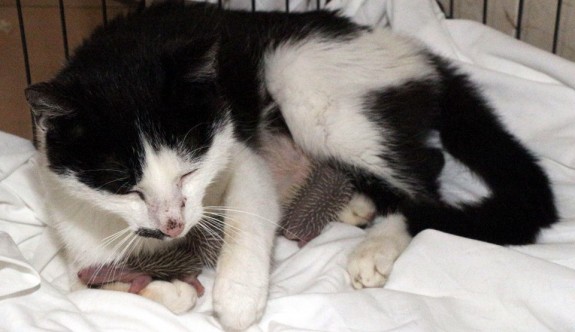 Sokak kedisi Nazlı, yavru kirpilerin süt annesi oldu