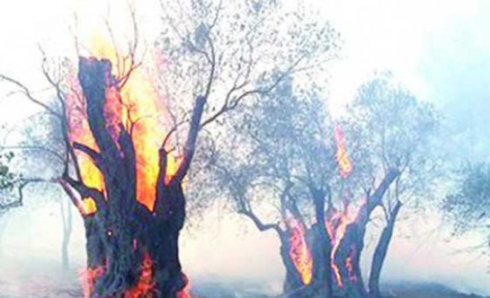 Cengizköy’de çıkan yangında 46 ağaç yandı