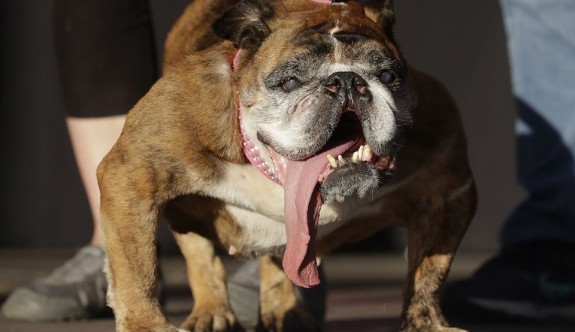 Dünyanın en çirkin köpeği Zsa Zsa öldü
