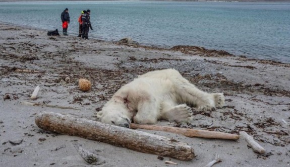 Kutup gezisinde kutup ayısını katlettiler