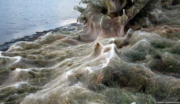Bir kasabada tüm sahil örümcek ağlarıyla kaplandı