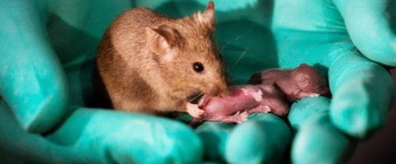 İki anneden fare üretildi