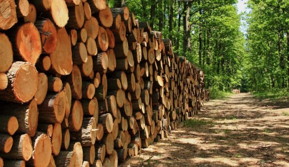 Ormancılar Derneği: Odun satışları denetlenmeli