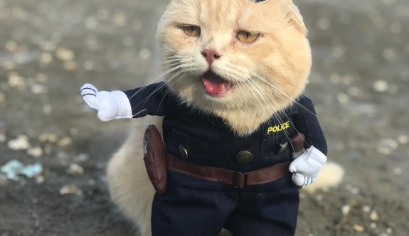 'Balıkçı kedi' bu kez polis oldu