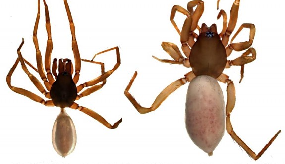 Kıbrıs’a özgü yeni örümcek türü