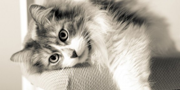 Kedilerin İnsanlardan Daha Üstün Olduklarını Kanıtlayan 10 Özelliği