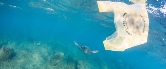 Sofralarımıza kadar uzanan plastik poşetleri bu kadar tehlikeli yapan ne?