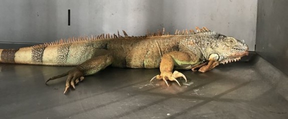 Sokakta bulunan iguana koruma altına alındı