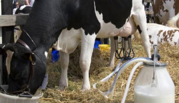 Hayvancıya çiğ inek sütü için destek primi verilecek