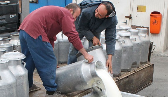 31 ayrı çiftlikte 149 ton aflatoksinli süt imha edildi