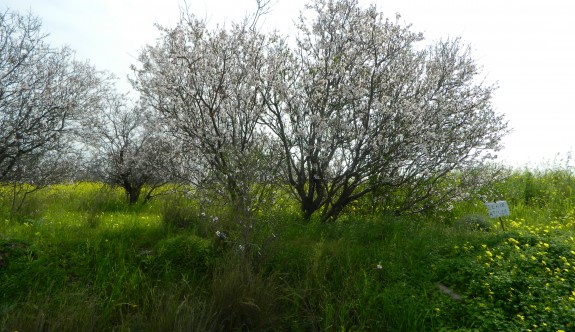İlkbaharın habercisi ağaçlar çiçekleniyor