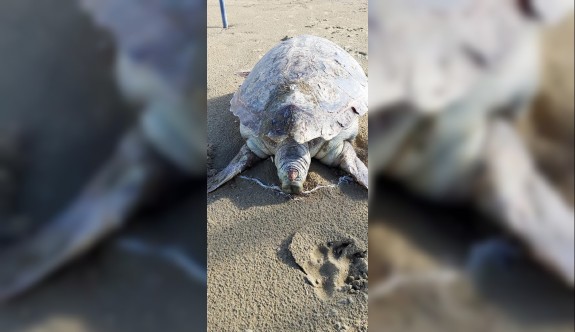Misinalara dolanan kaplumbağa sahile vurdu