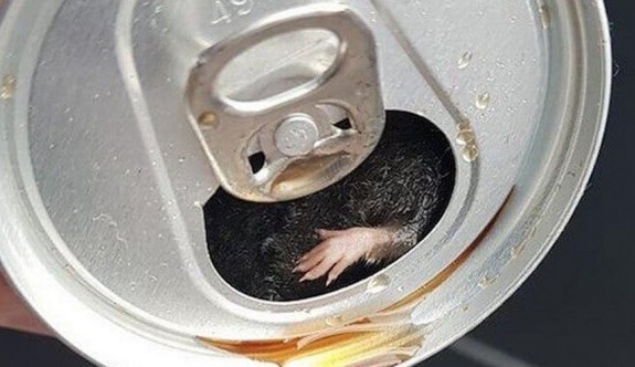 Dünyaca ünlü içecekten ölü fare çıktı