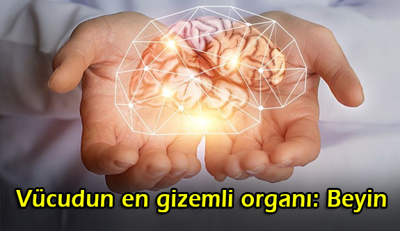 Vücudun en gizemli organı: Beyin