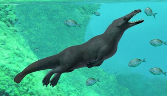 43 milyon yıl öncesine ait  dört bacaklı balina fosili bulundu