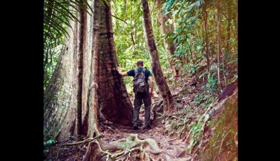 Dünyanın en uzun tropikal ağacı bulundu