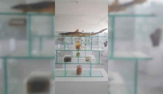 Herbaryum ve Doğa Tarihi Müzesi kapılarını açıyor