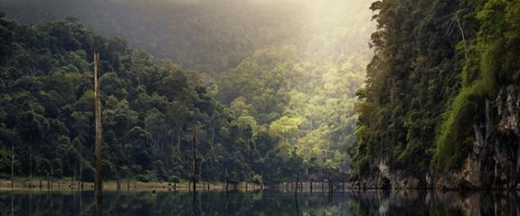 Amazon'daki orman kaybı yüzde 20 arttı