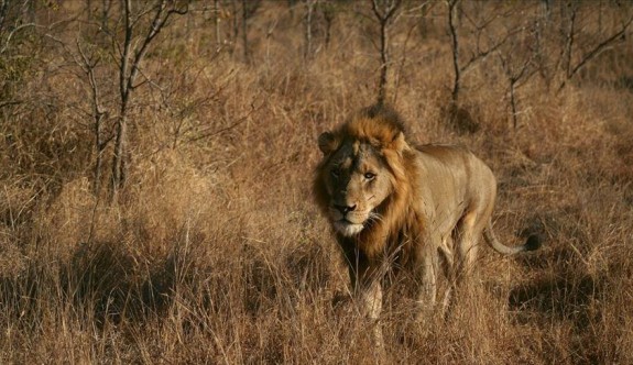Kamerun’da şehri kaçak aslan korkusu sardı