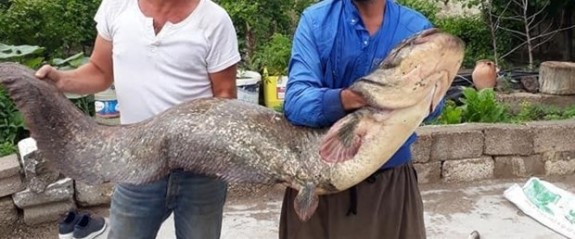 Kızılırmak'ta 2 metrelik yayın balığı yakalandı