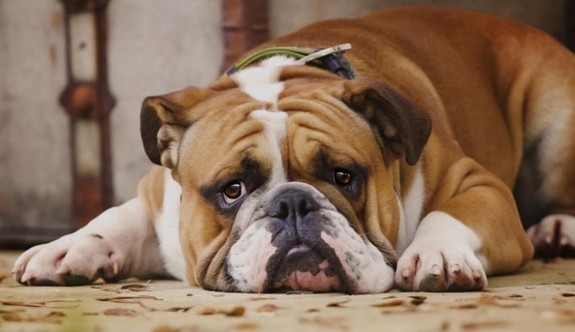 Köpekler neden üzgün bakar?