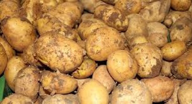 Patates üreticileri yarın ödeniyor