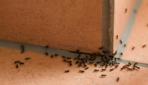 Karınca ve hamam böceği istilası var