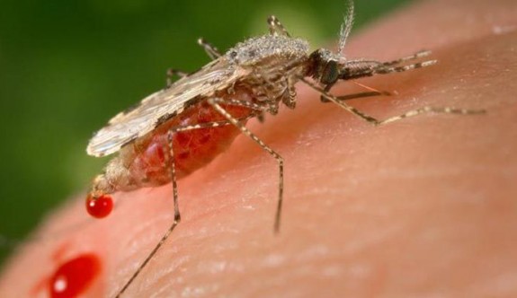 Ülkede 3 Batı Nil virüsü vakası tespit edildi