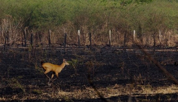Brezilya'daki orman yangını bölgedeki türleri tehdit ediyor