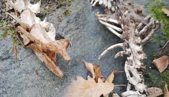 Trabzon'da 1,5 metre uzunluğunda 2 ayaklı hayvan iskeleti bulundu