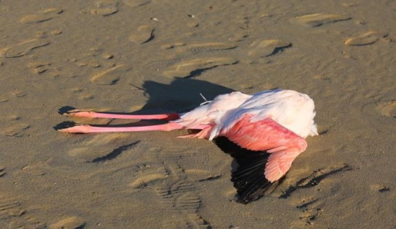 Tuz gölünde 20 flamingo ölü bulundu